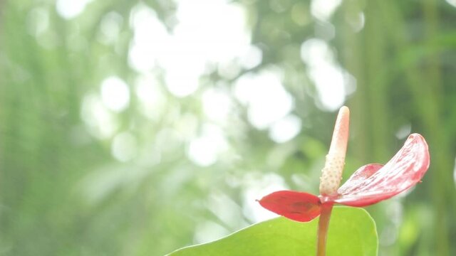 Close up Red anthurium also known as tailflower, flamingo flower and laceleaf with beautiful green nature bokeh background. 4K Tropical laceleaf flower in spring garden with mist fog flowing.