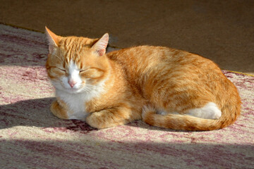 Fototapeta na wymiar A ginger cat lies on the floor in a sunny place. The striped cat is sleeping.