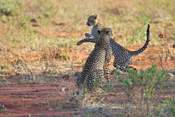 Cheetah mom and cub