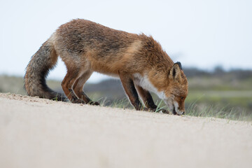 Red Fox is looking for his food supply that he had hidden underground. Which he also found after putting his head in the ground, photographed in the dunes of the Netherlands.