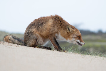 Red Fox is looking for his food supply that he had hidden underground. Which he also found after putting his head in the ground, photographed in the dunes of the Netherlands.