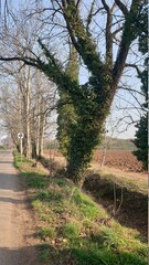 Fototapeta premium Albero avvolto dall'edera