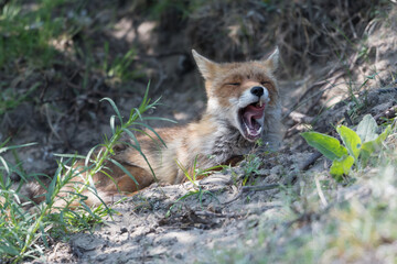 Red fox is relaxing in the sand, photographed in the dunes of the Netherlands.