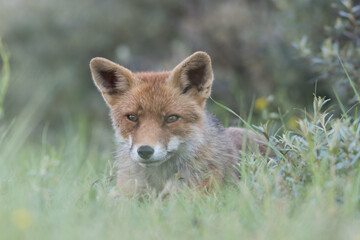 Red fox is relaxing in the sand, photographed in the dunes of the Netherlands.