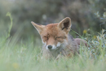 Red fox is relaxing in the sand, photographed in the dunes of the Netherlands.