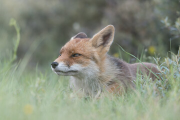 Red fox is relaxing in the sand, photographed in the dunes of the Netherlands.