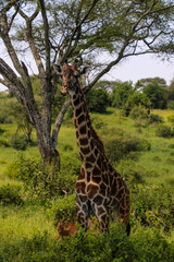 Giraffe on safari in the savannah in Africa