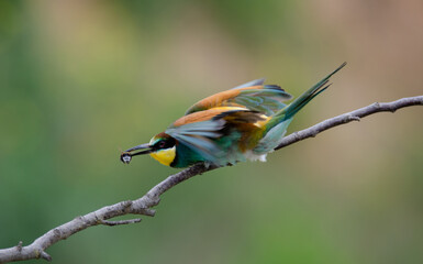 Bienenfresser European bee-eater (Merops apiaster)