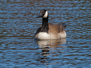 Canada goose