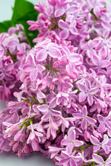 Rustic lilac flower pattern background for decorative design. Beautiful summer, spring pattern wallpaper background