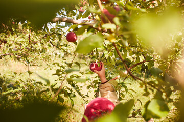 Girl picking apples from tree