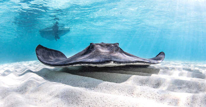 Underwater view of southern stingray over seabed, Alice Town, Bimini, Bahamas