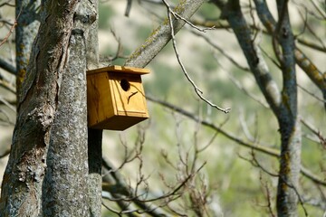 Wooden house for birds in a forest tree
