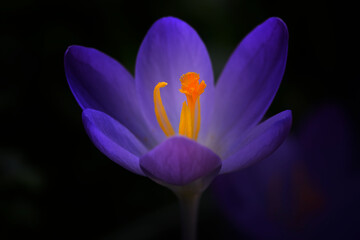 Stamens of purple crocus flower, dark background, shallow depth of field macro photography