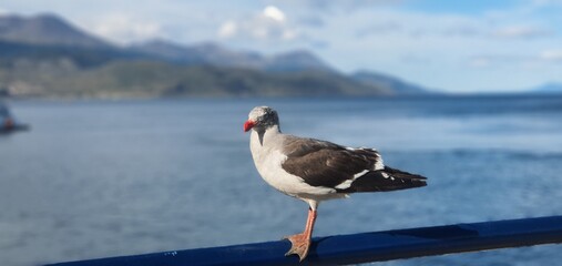 Seagull in Ushiaia 
