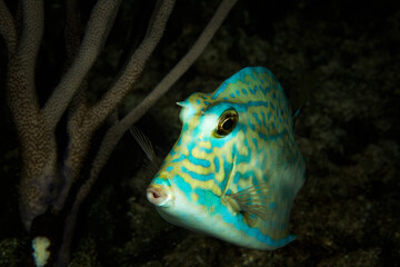 Underwater view of a cowfish, close up, Eleuthera, Bahamas
