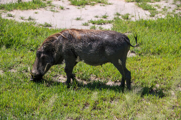 warthog in the savannah in Tanzania