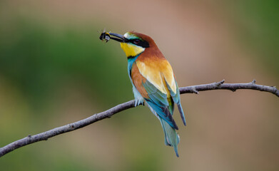 Bienenfresser - European bee-eater (Merops apiaster )