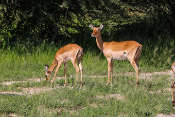 Naklejka na ściany i meble Antelope in the savannah on safari