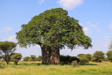 Fototapeta na wymiar Baobab tree in savannah