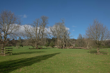 Fototapeta na wymiar Winter Parkland Landscape with a Fallen Oak Tree and a Bright Blue Sky Background in the Rural Devon Countryside, England, UK