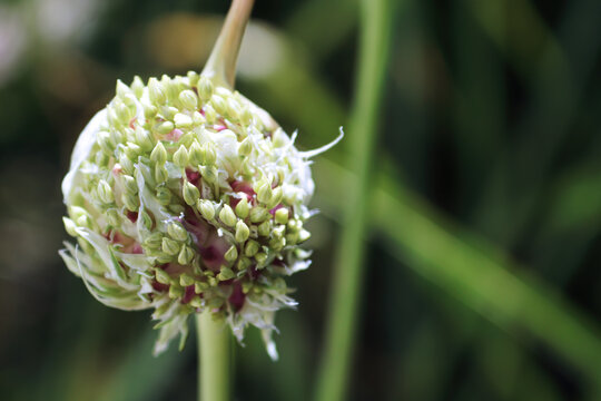 A garlic flowering cluster against a green background