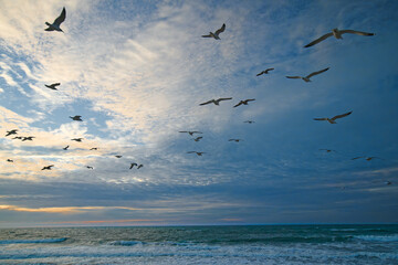 Flock of seagulls flying over the sea at sunset with beautiful cloudy sky on background © Hanna Tor