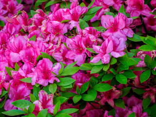 Hot pink azalea shrub.