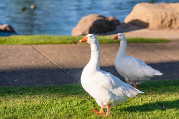 White geese walk on the grass close to the water in city park