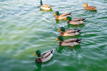 Wild ducks floating on water in the park pond