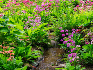 Very boggy quarry garden with giant Candelabra primroses, Primula x bulleesiana hybrid.