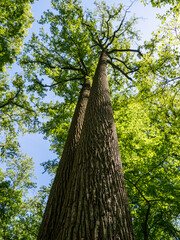 Fototapeta premium Looking up at old growth trees in a park.