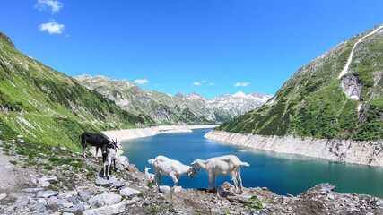 A group of goats playing at the lake artificial side in high Alps. The lake stretches over a vast territory, shining with navy blue color. The dam is surrounded by high mountains. Natural habitat
