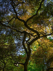 Looking up at the sky through a Japanese maple.