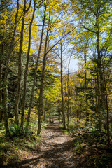 Fototapeta na wymiar 信州、北アルプス、上高地の登山道。木漏れ日。黄葉した木々。
