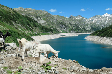 A group of goats playing at the artificial lake side in high Alps. The lake stretches over a vast...
