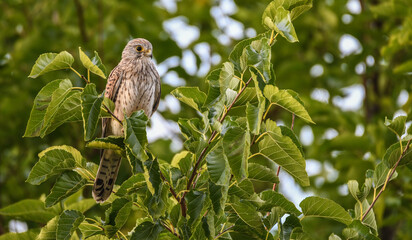 Turmfalke - Common Kestrel (Falco tinnunculus)