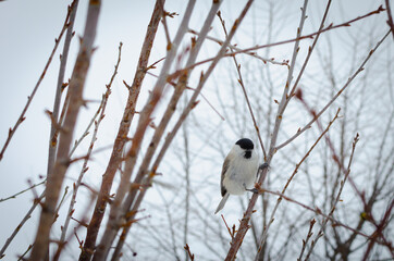 Bird on a bush, on a winter background.
