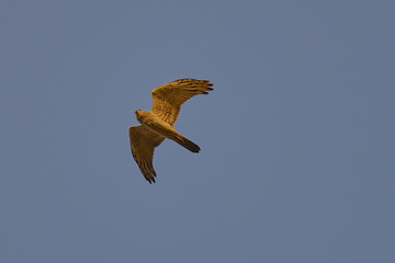 Pied Harrier