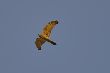 Pied Harrier
