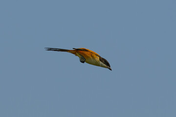 Long-Tailed Shrike