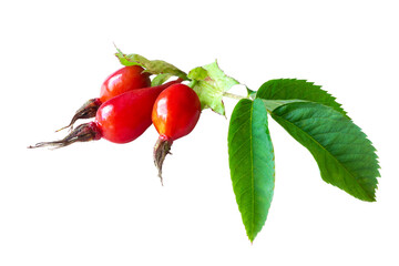 Red ripe rose hips with foliage isolated on white. Harvest season