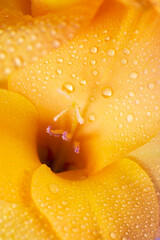 Yellow gladiolus flower in dew close-up. Macro floral background