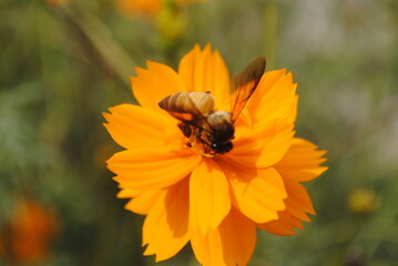 bee on a flower