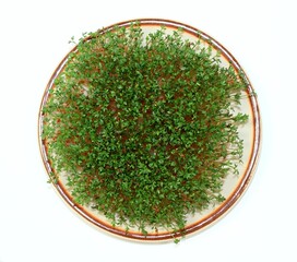 Garden cress  growing on the plate, flat lay, white background. Lepidum sativum, also called...