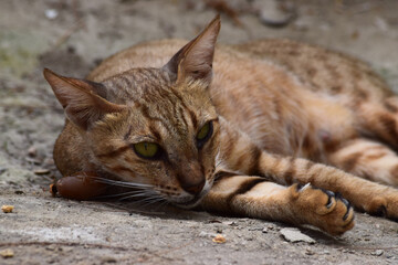 young adult cat. brown fur lays and rests outside, Kitten Front view of cute beautiful pet sleeping . animal outdoor nature background wallpaper 