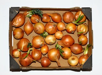 Paper box with onions on white background, flat lay. Onion bulbs in spring, some of them are germinating.