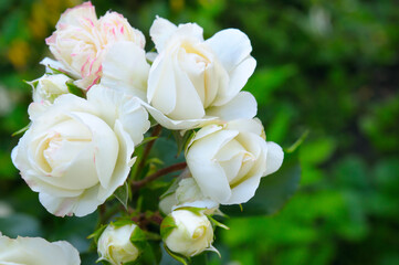 White rose flower in the garden