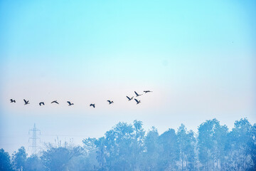 Birds flying in flocks freely in the blue sky in group in early morning.