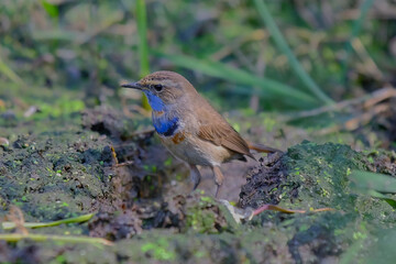 Siberian Bluethroat